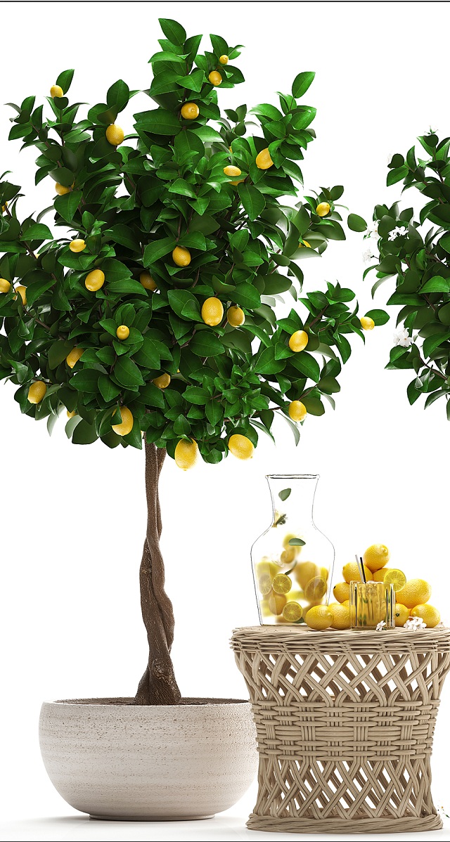 آبجکت سه بعدی درخت و درختچه لیمو عکس 4