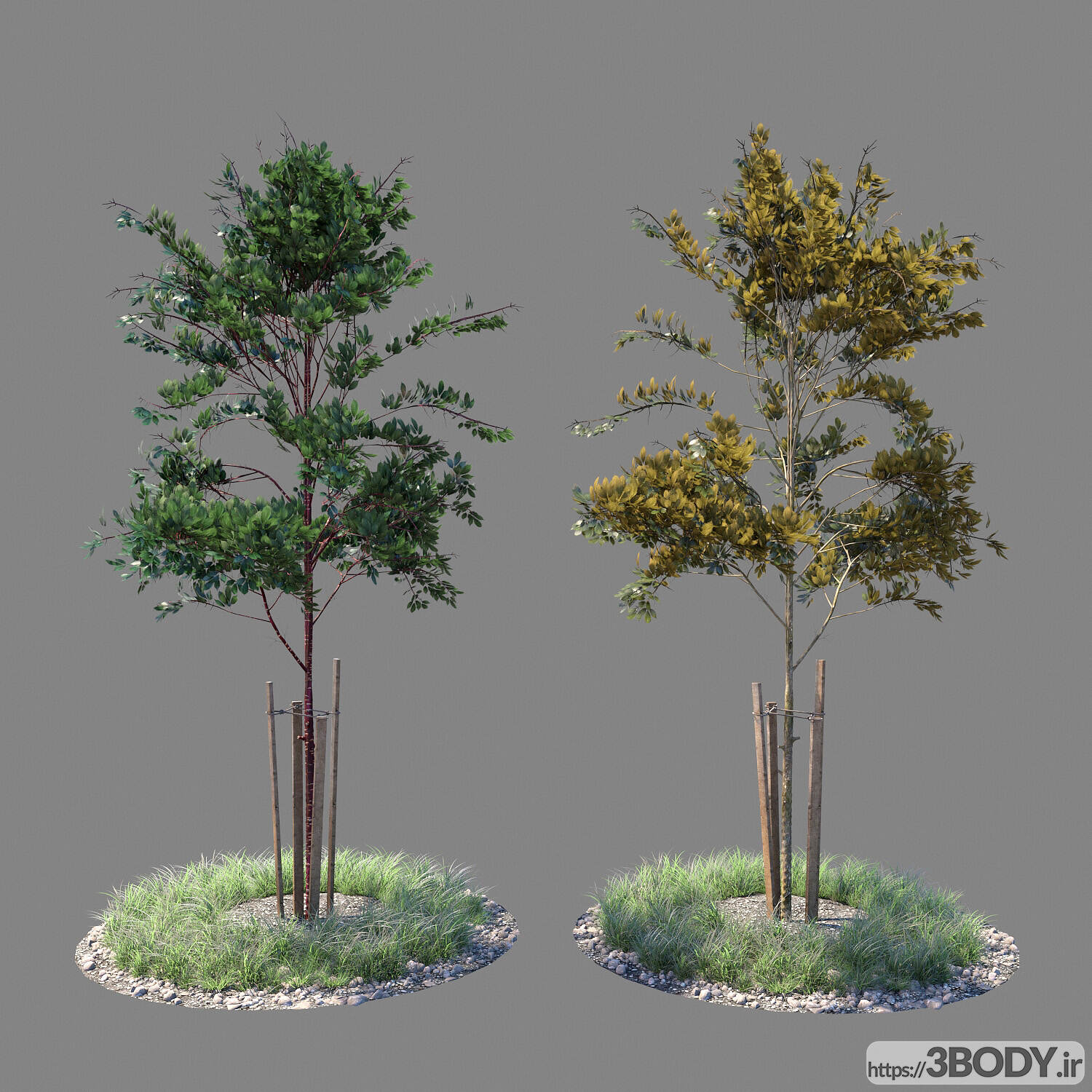 مدل سه بعدی درخت و درختچه درخت جوان عکس 1
