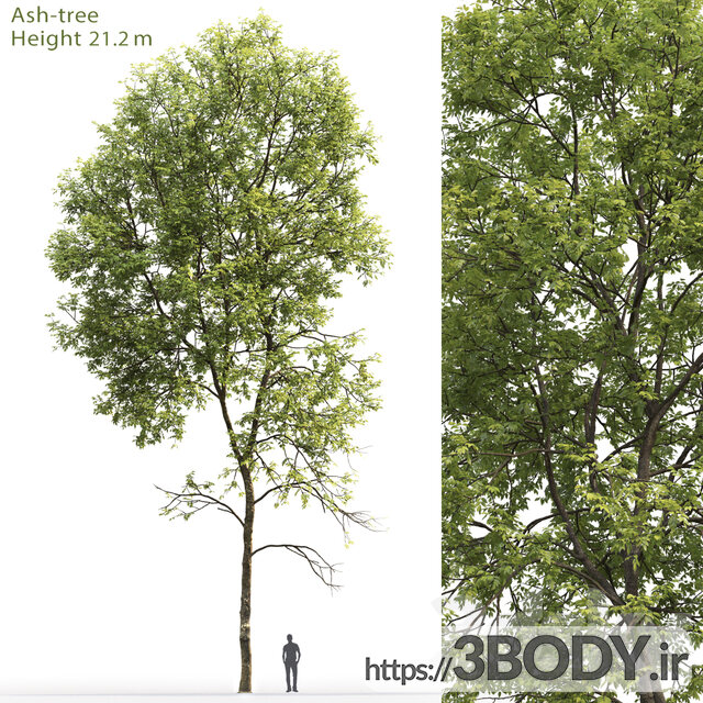 مدل سه بعدی درخت و درختچه عکس 1