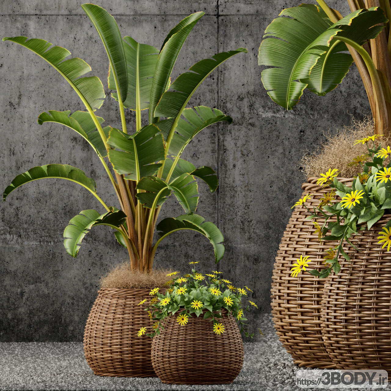 آبجکت سه بعدی  گیاهان زینتی با گلدان حصیر عکس 1