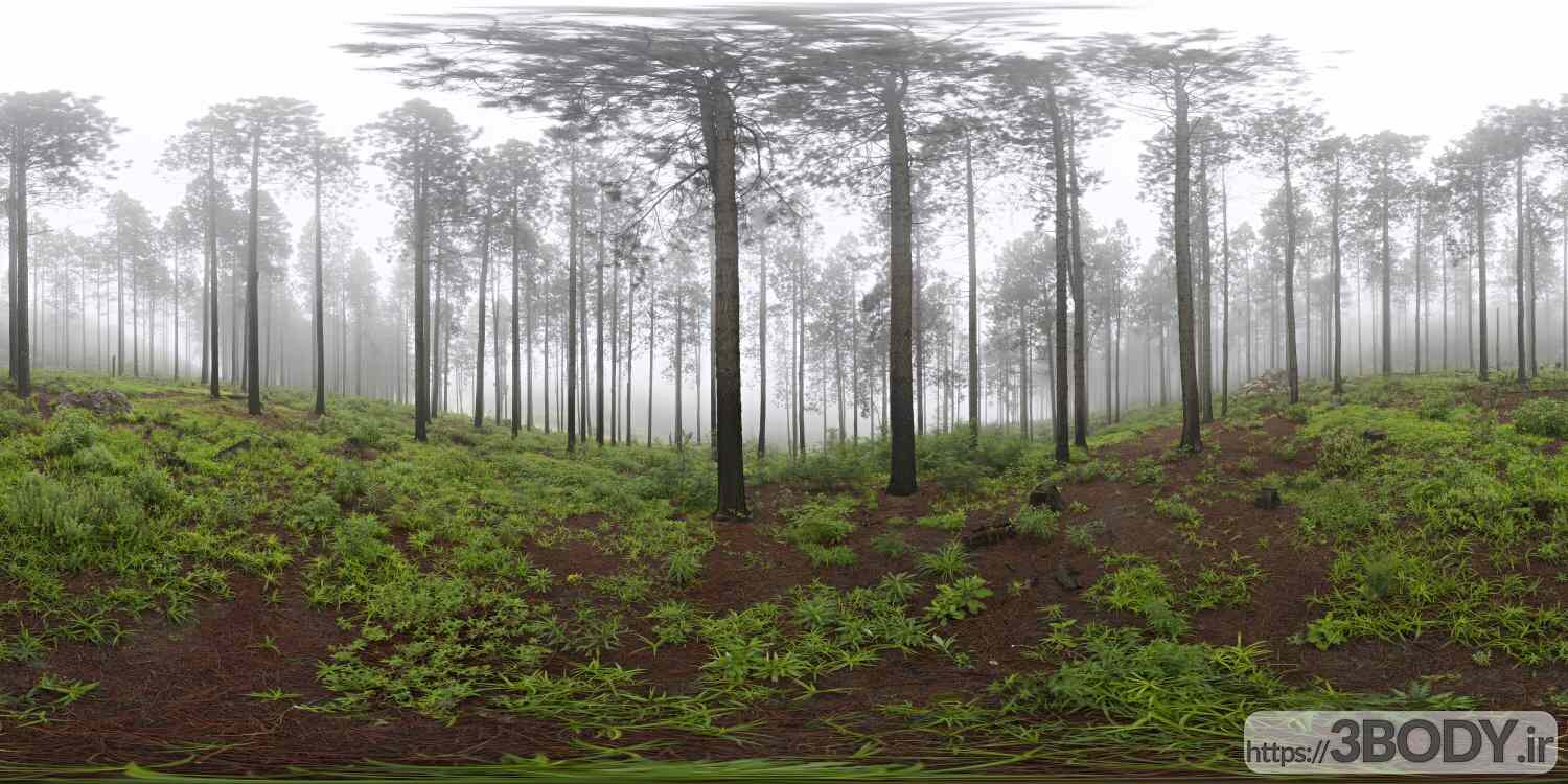 فایل HDRI خارجی جنگلی کاج های مه آلود عکس 1