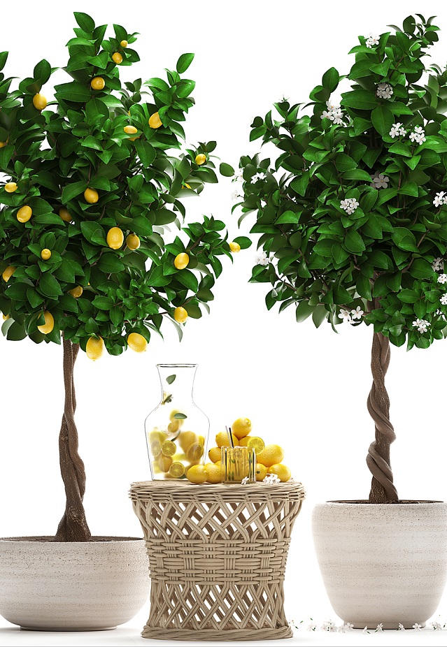 آبجکت سه بعدی درخت و درختچه لیمو عکس 2