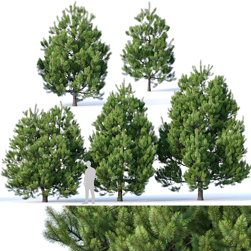 آبجکت سه بعدی درخت و درختچه کاج عکس 1