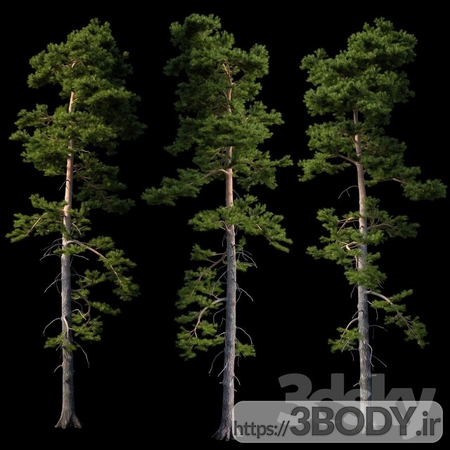 آبجکت سه بعدی درخت ودرختچه کاج اروپا عکس 1