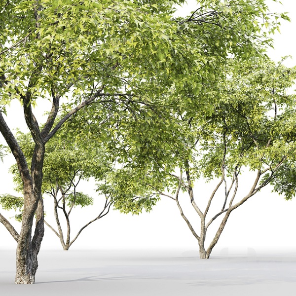 آبجکت سه بعدی درخت ایسر جینالا عکس 2