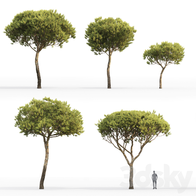 آبجکت سه بعدی درخت کاج ایتالیایی عکس 2