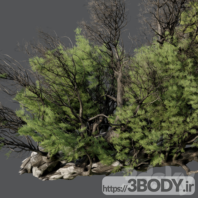 آبجکت سه بعدی  درخت ودرختچه سرو کوهی معمولی عکس 2