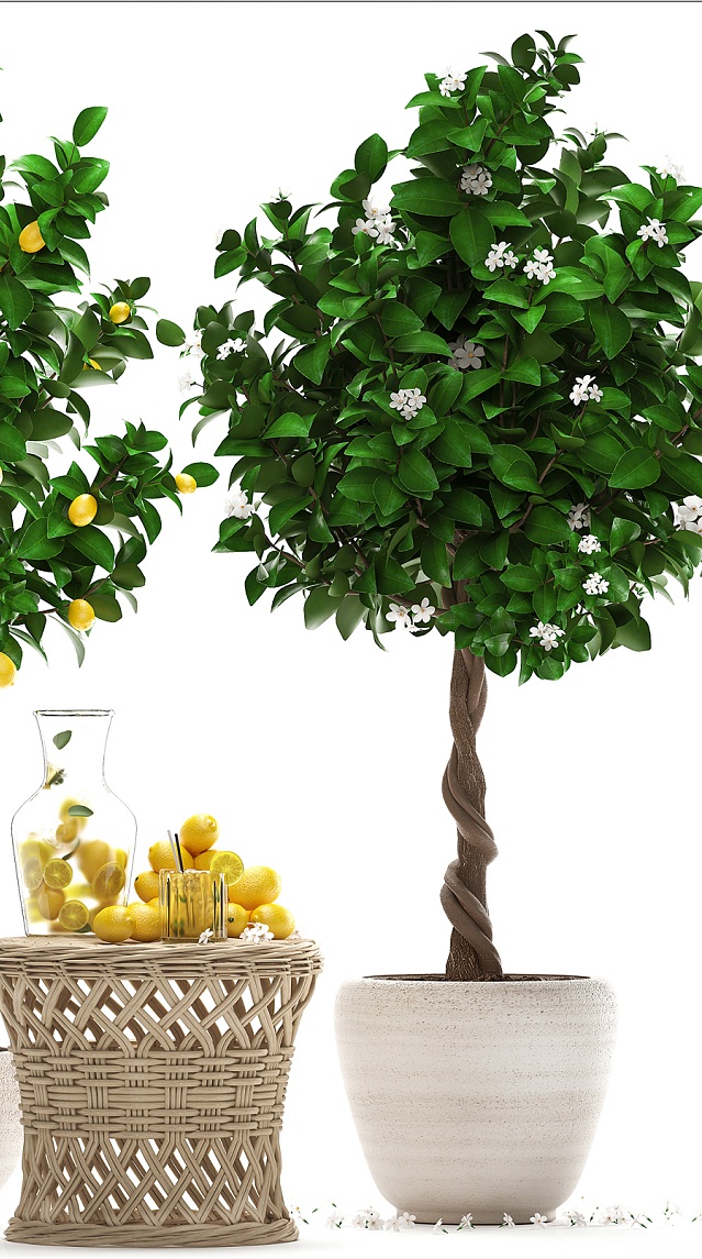 آبجکت سه بعدی درخت و درختچه لیمو عکس 3