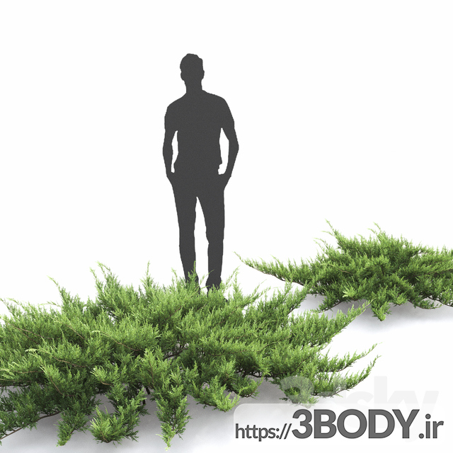 مدل سه بعدی درخت ودرختچه عکس 2
