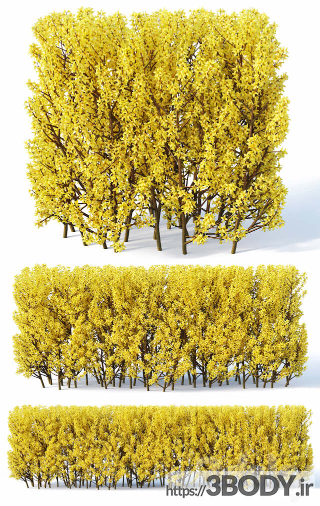 مدل سه بعدی درخت و درختچه درخت جوان  عکس 2