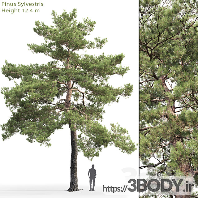 مدل سه بعدی درخت و درختچه عکس 1