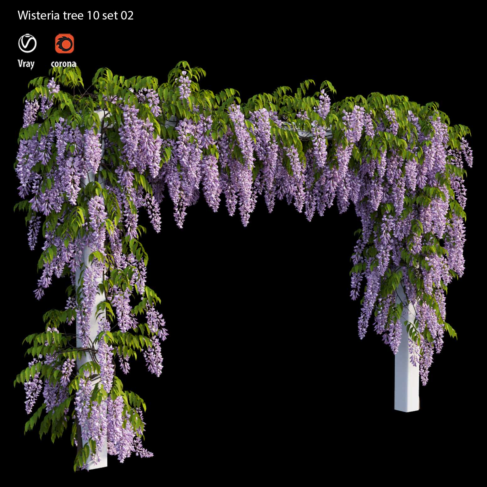 آبجکت سه بعدی درخت ویستریا عکس 3