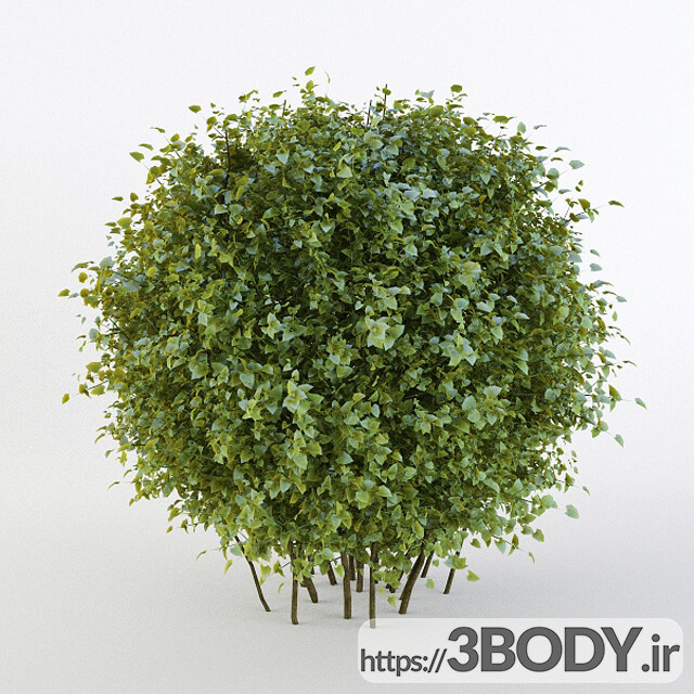 مدل سه بعدی درخت ودرختچه بوش کوتاه مو به شکل کره عکس 1