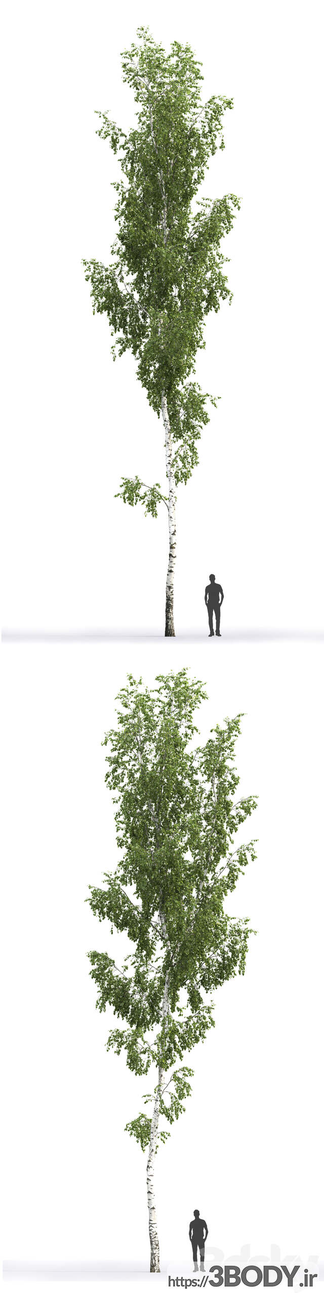 مدل سه بعدی درخت توس عکس 2