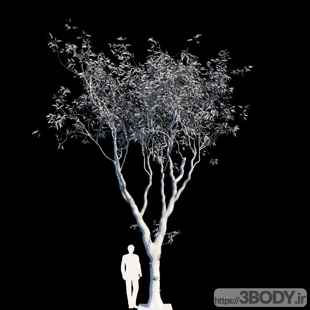 مدل سه بعدی درختان اکالیپتوس عکس 2