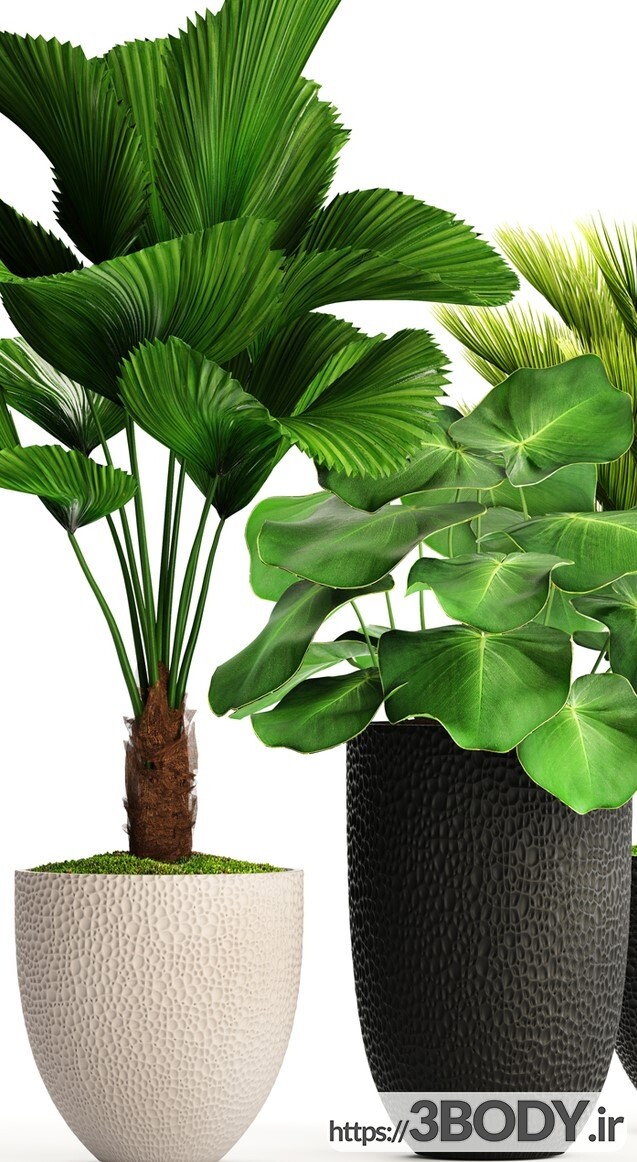 ابجکت سه بعدی مجموعه گیاهان اپارتمانی عکس 2