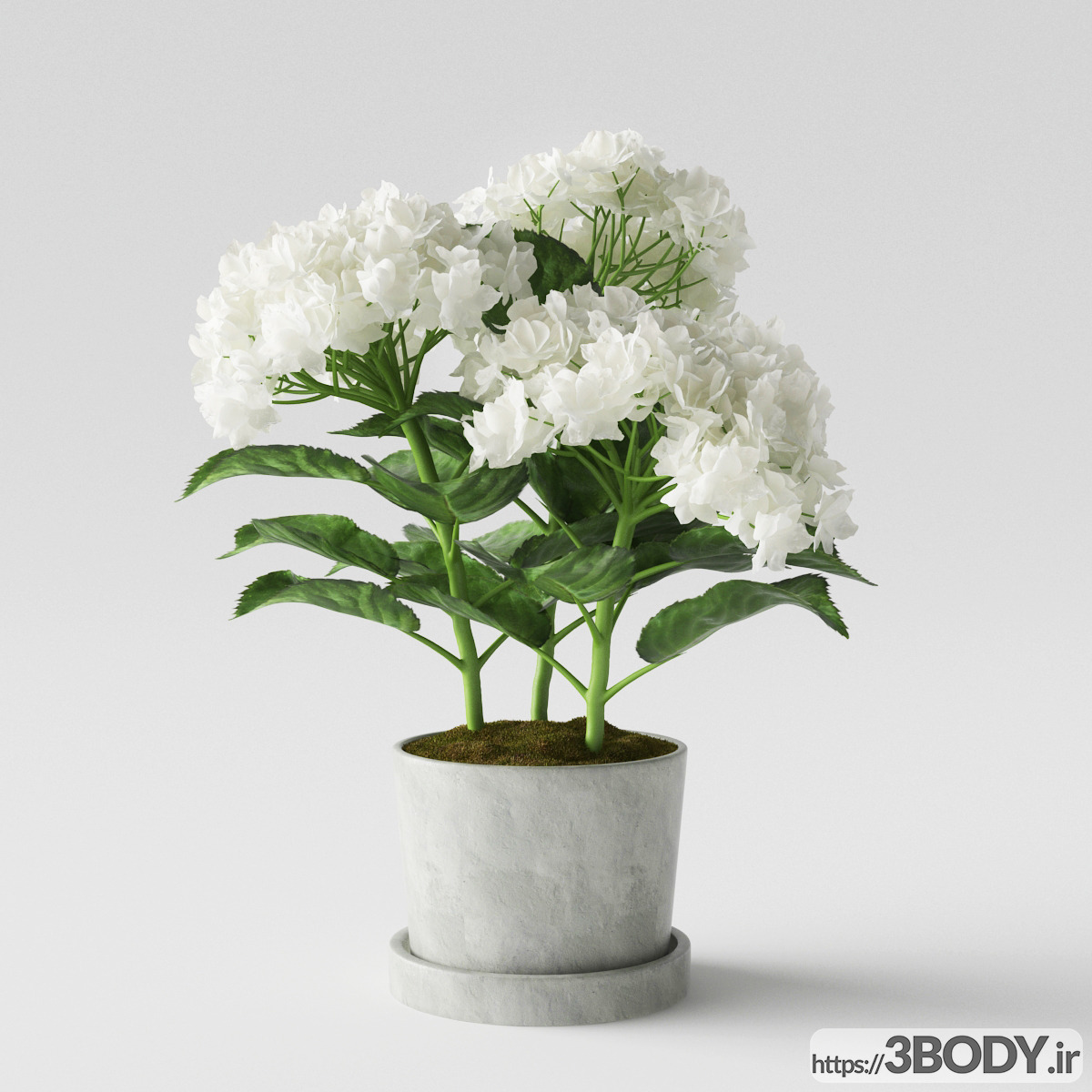 مدل سه بعدی گل ادریسی سفید عکس 1