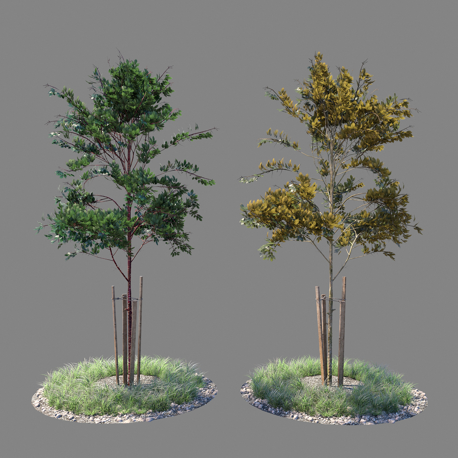 آبجکت سه بعدی درخت جوان عکس 1