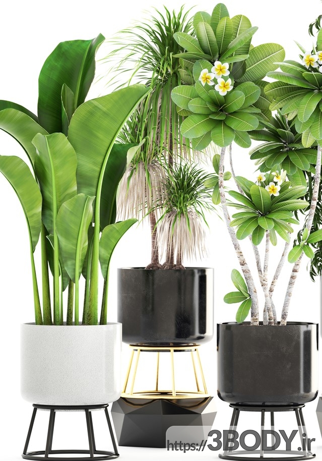 مدل سه بعدی مجموعه گیاهان گلدانی و زینتی عکس 2