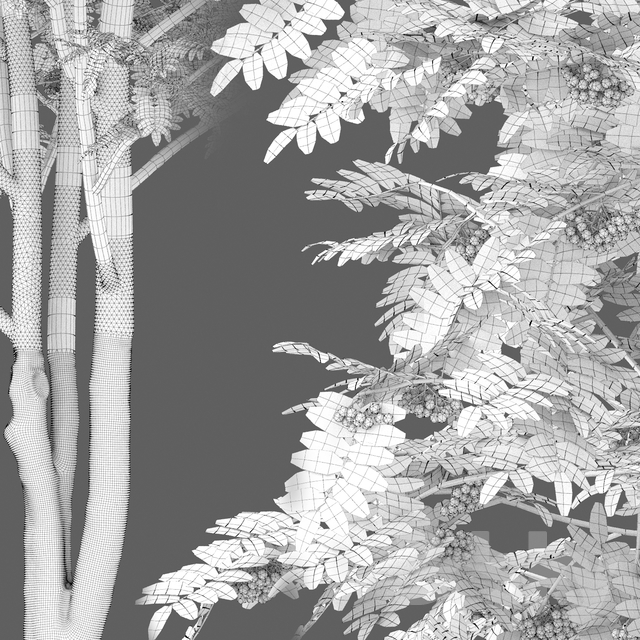 آبجکت سه بعدی درخت روآن عکس 4