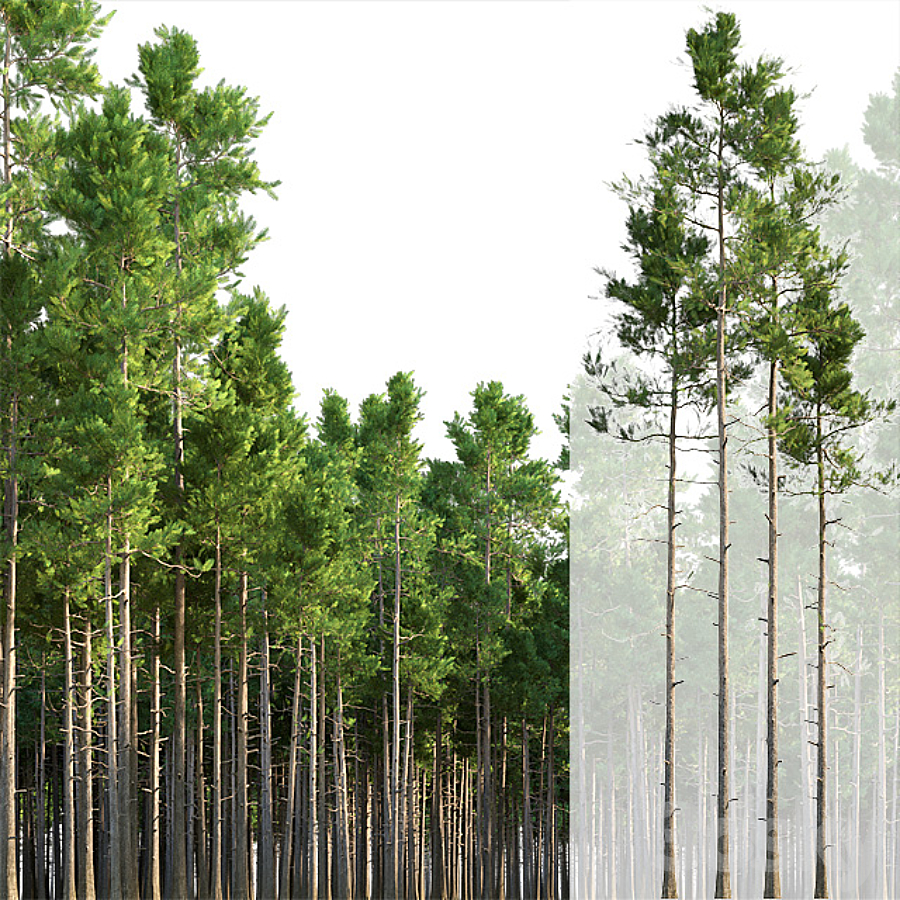 آبجکت سه بعدی درختان کاج عکس 1