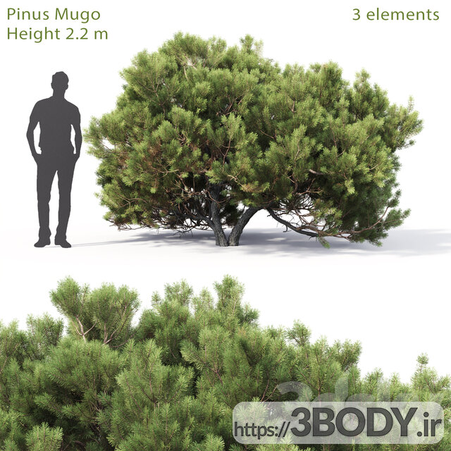 آبجکت سه بعدی درخت کاج موگو عکس 1