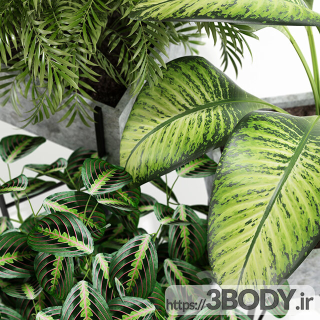 آبجکت سه بعدی مجموعه گیاهان اوپالو عکس 2
