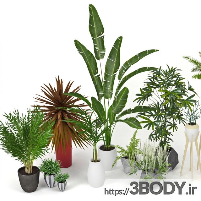 آبجکت سه بعدی مجموعه گیاهان اپارتمانی عکس 1