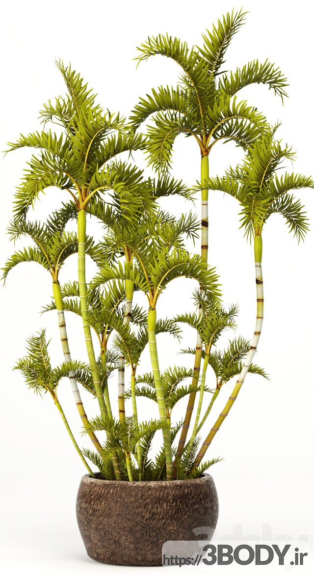 آبجکت سه بعدی گل و گیاه رویستونا عکس 1