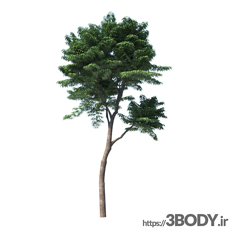 مدل سه بعدی درخت و درختچه درخت جوان  عکس 4