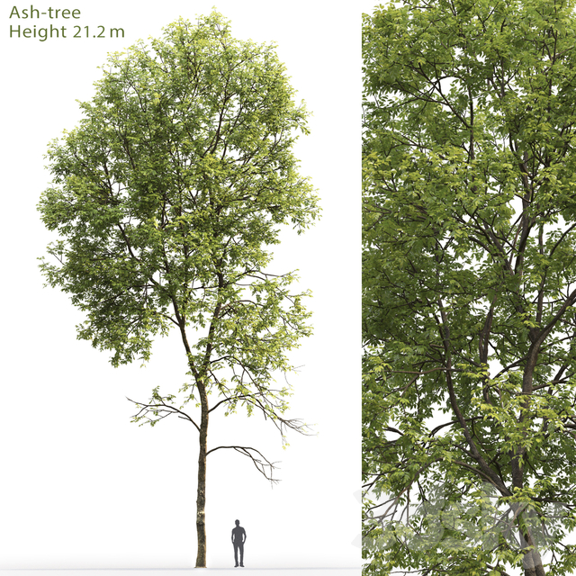 آبجکت سه بعدی درخت برای 3dsmax عکس 1