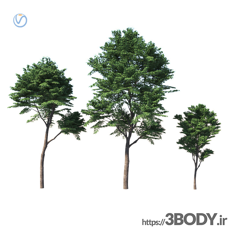 مدل سه بعدی درخت و درختچه درخت جوان  عکس 1