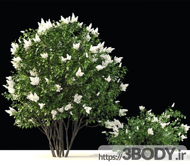 آبجکت سه بعدی  درخت ودرختچه گل یاس بنفش عکس 2