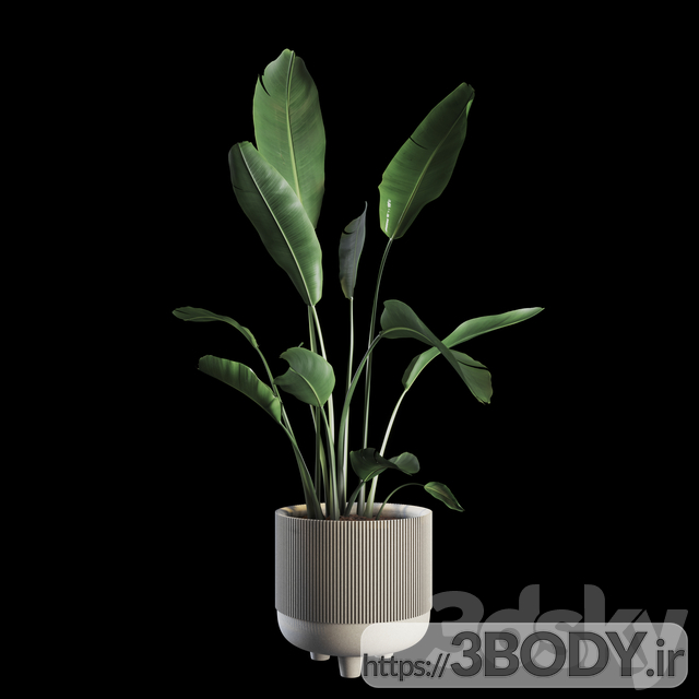 آبجکت سه بعدی گیاهان داخلی عکس 1