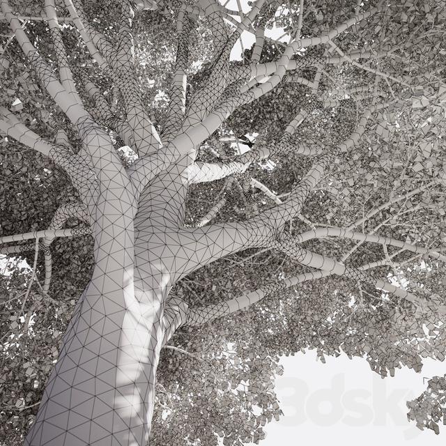 آبجکت سه بعدی درخت و درختچه بلوط عکس 3