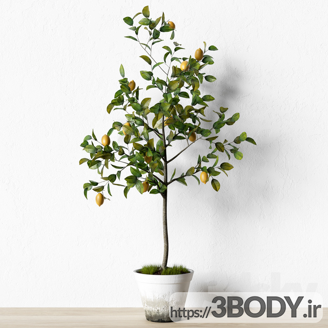 مدل سه بعدی درخت لیمو گلدانی عکس 1