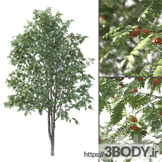 مدل سه بعدی درخت و درختچه درخت رووان عکس 1