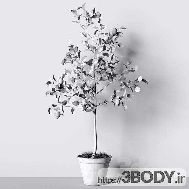 مدل سه بعدی درخت لیمو گلدانی عکس 2