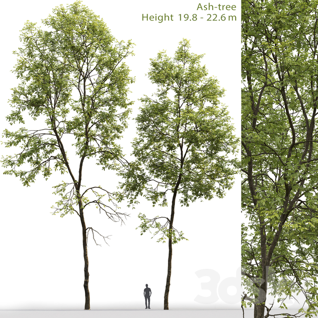آبجکت سه بعدی درخت عکس 1