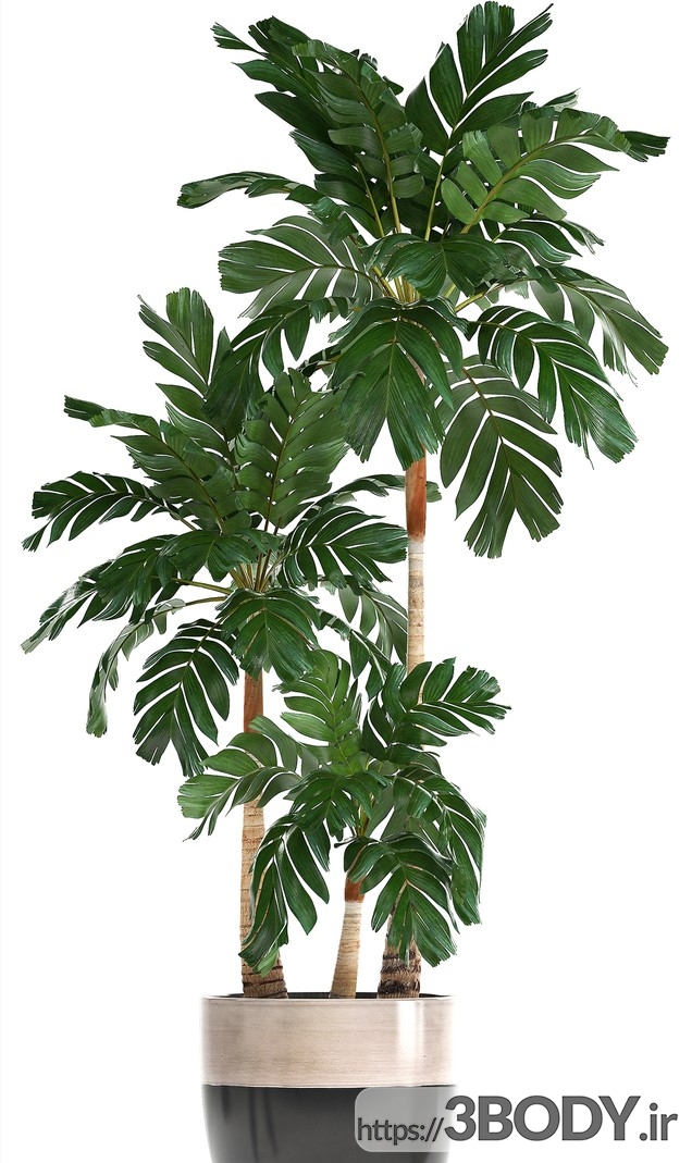 مدل سه بعدی مجموعه گیاهان زینتی عکس 2