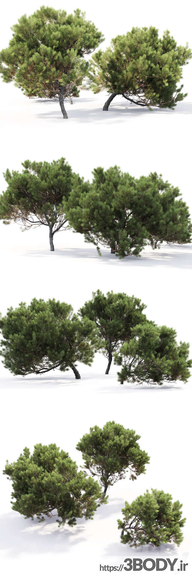 آبجکت سه بعدی درخت کاج موگو عکس 3