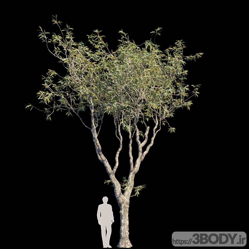 مدل سه بعدی درختان اکالیپتوس عکس 1