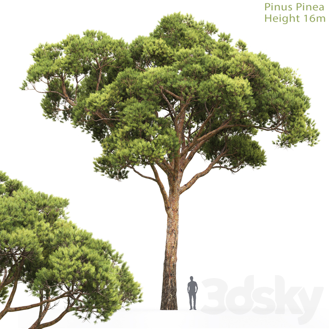 آبجکت سه بعدی درخت برای 3dsmax عکس 1