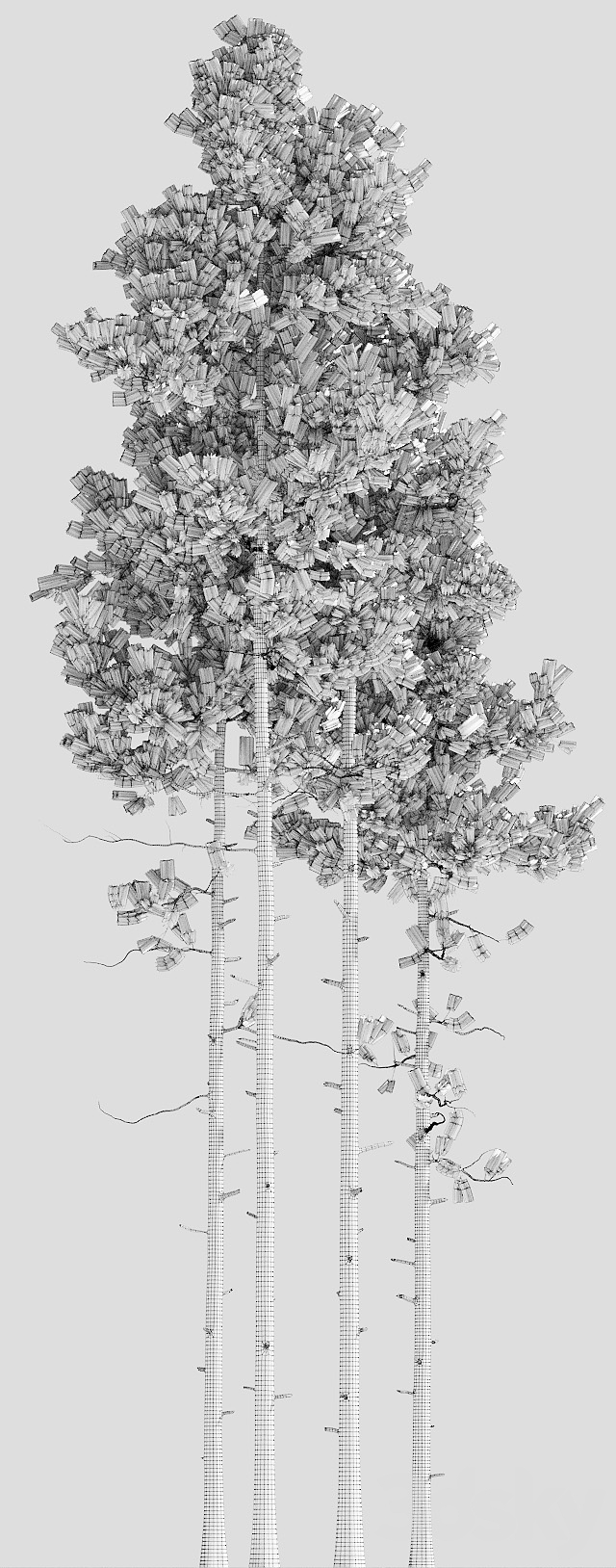 آبجکت سه بعدی درختان کاج عکس 3