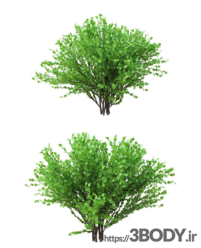 آبجکت سه بعدی مجموعه ای از درختچه های زینتی عکس 2