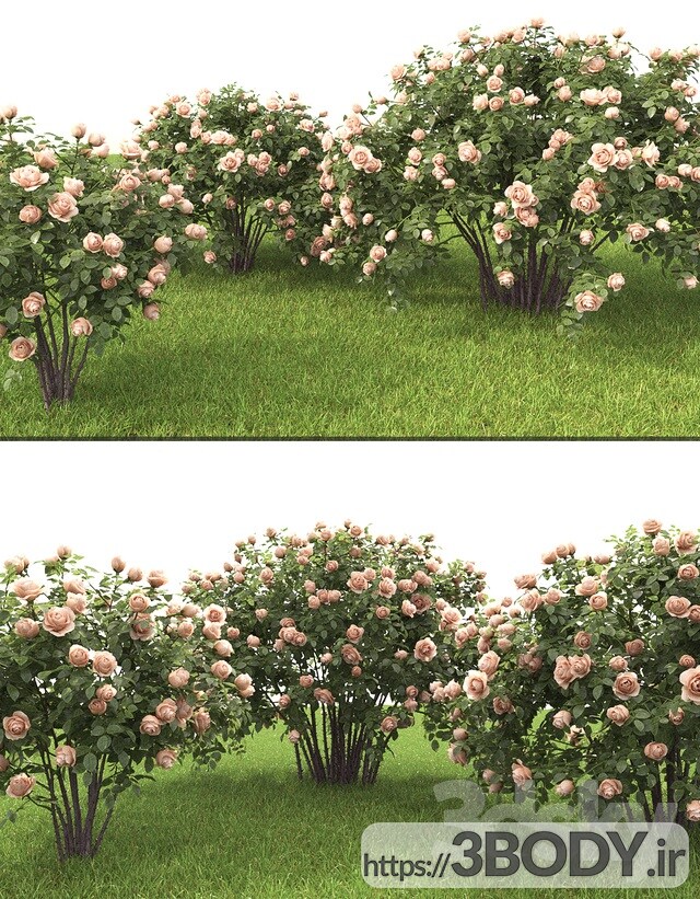 مدل سه بعدی درخت و درختچه بوته گل سرخ عکس 3