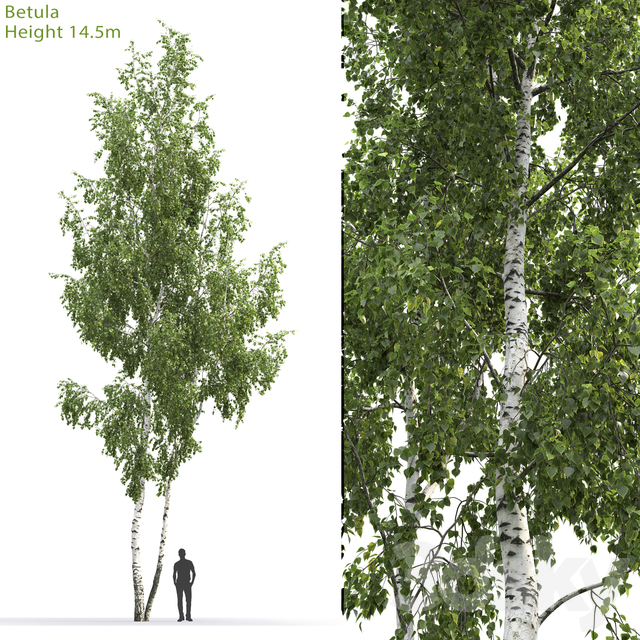 آبجکت سه بعدی درخت عکس 1