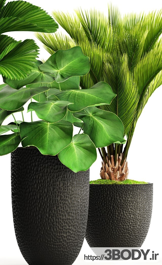 مدل سه بعدی مجموعه گیاهان اپارتمانی عکس 3