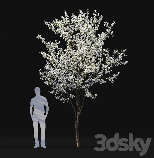 آبجکت سه بعدی درخت و درختچه عکس 7