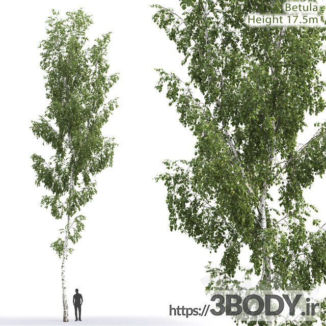 مدل سه بعدی درخت توس عکس 1